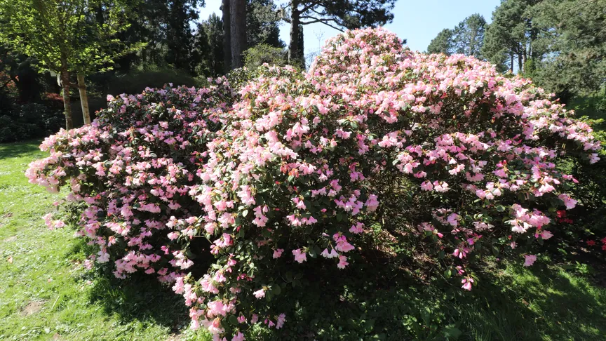 Nádherný rododrendonový park v Německu stojí za návštěvu.