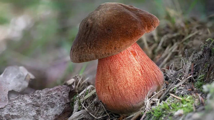 Hřib kovář, který roste ze země v lese. V okolí jde vidět nějaké uschlé listí.