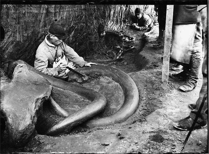 František Žaloudek čistí kly mamuta ve Svobodných Dvorech