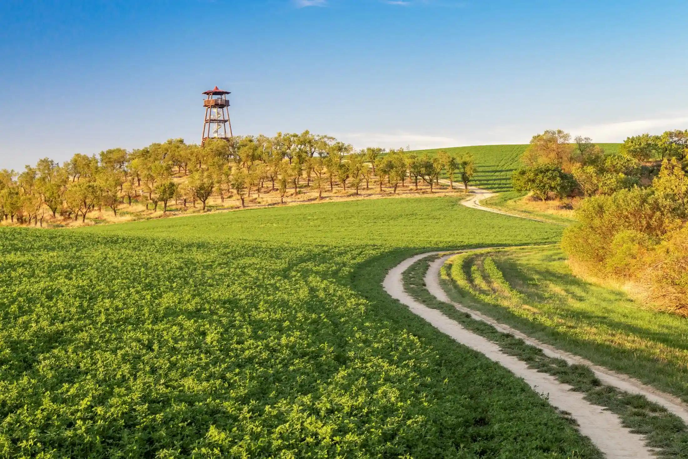 Rozhledna, která je uprostřed mandloňových sadů