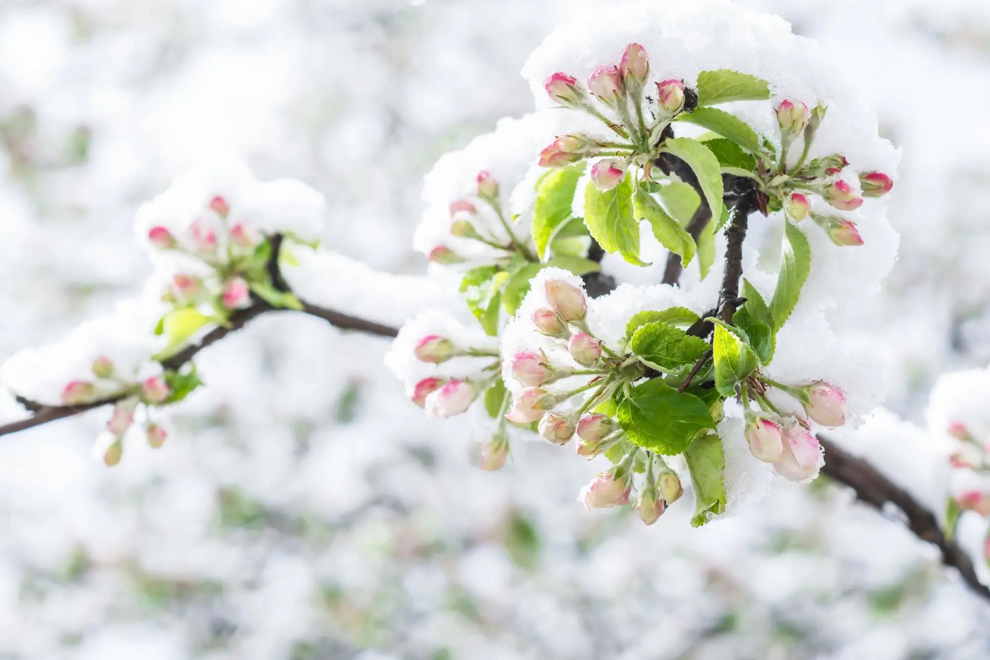 Rozkvetlá jabloň pod sněhem