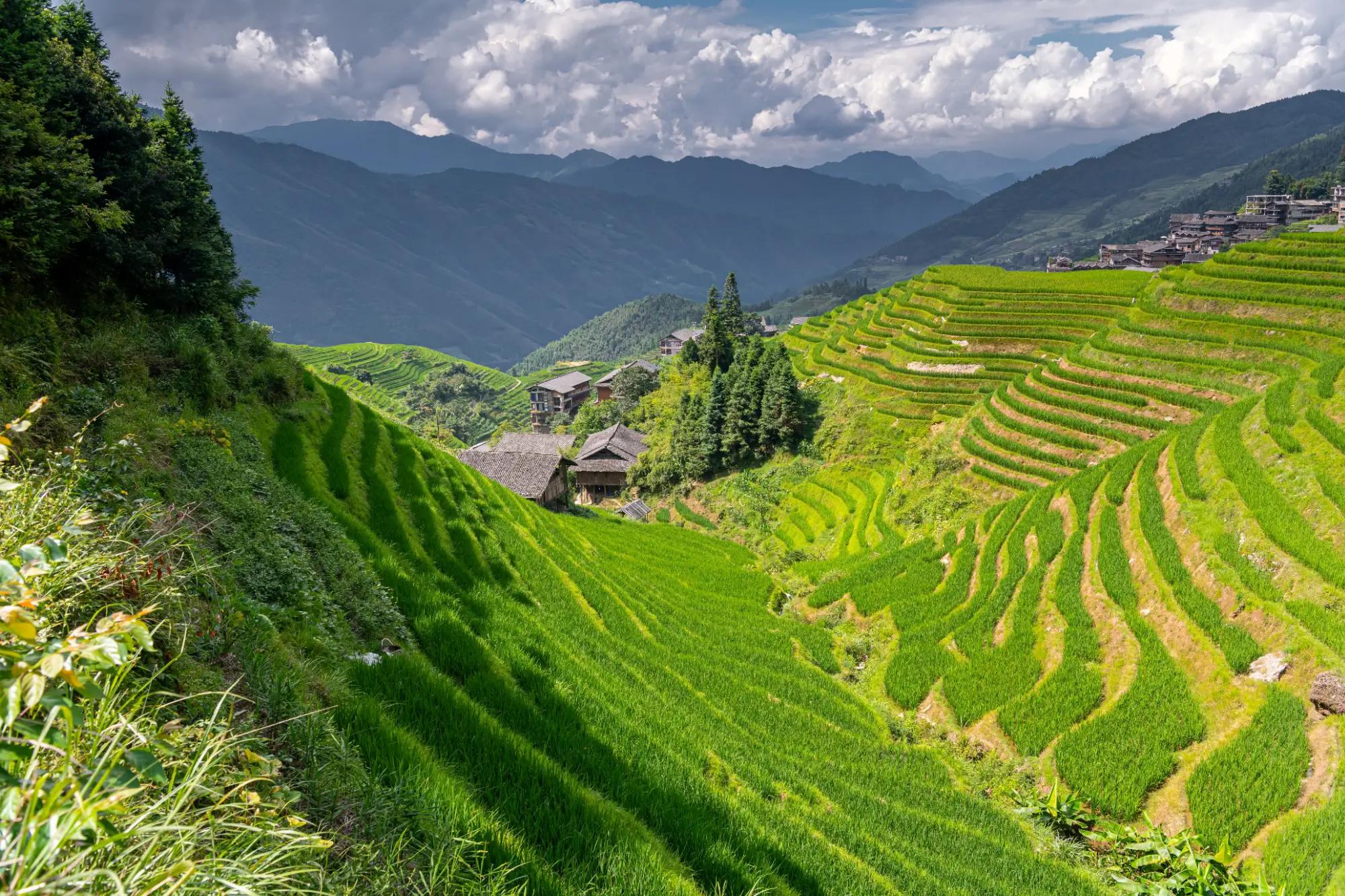 Ložiska se mají ukrývat tři kilometry pod rýžovými poli.