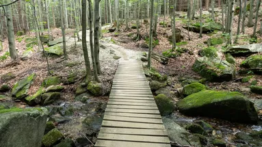dřevěná stezka lesem