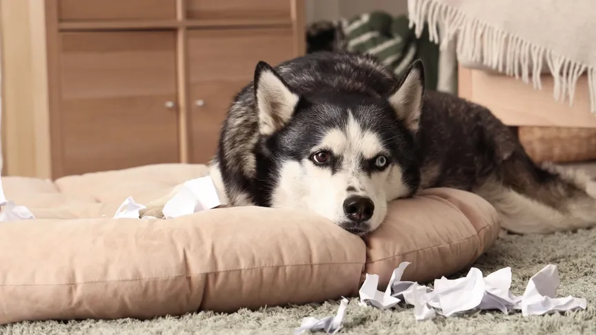 sibiřský husky roztrhal papír