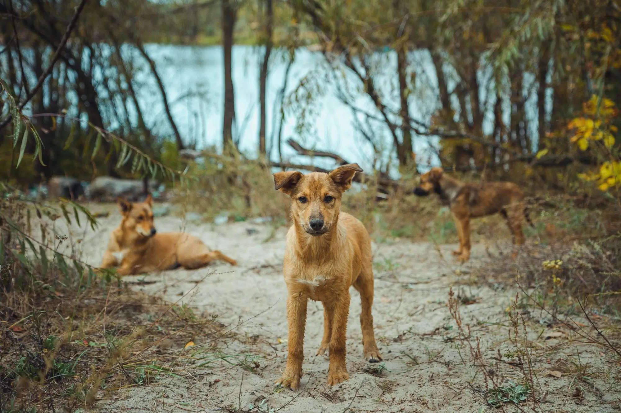 Divocí psi v přírodě
