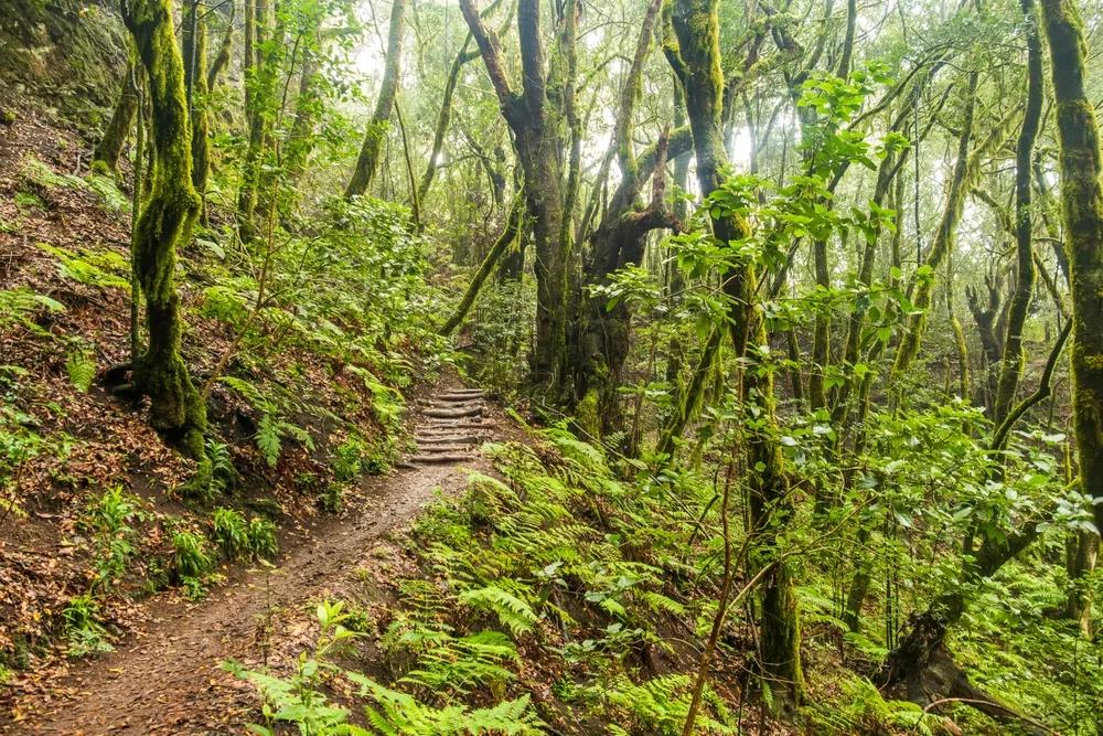 Turistická stezka přes tajemný les El Cedro, Národní park Garajonay
