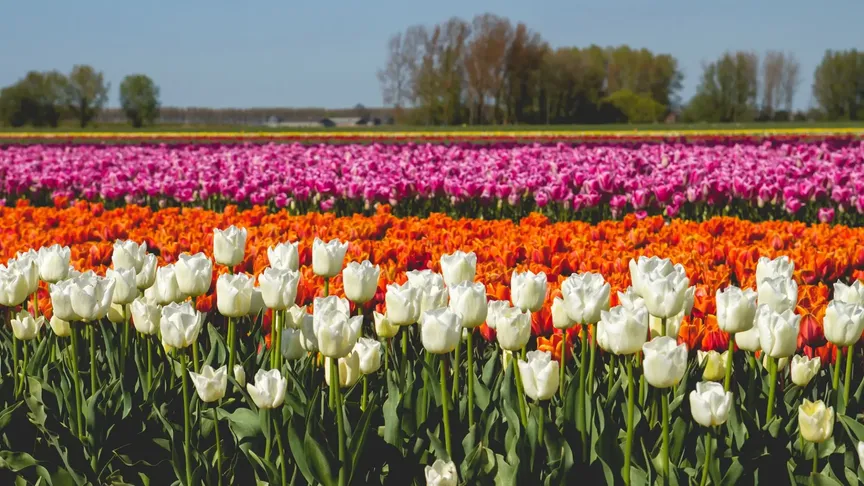 tulipánové pole