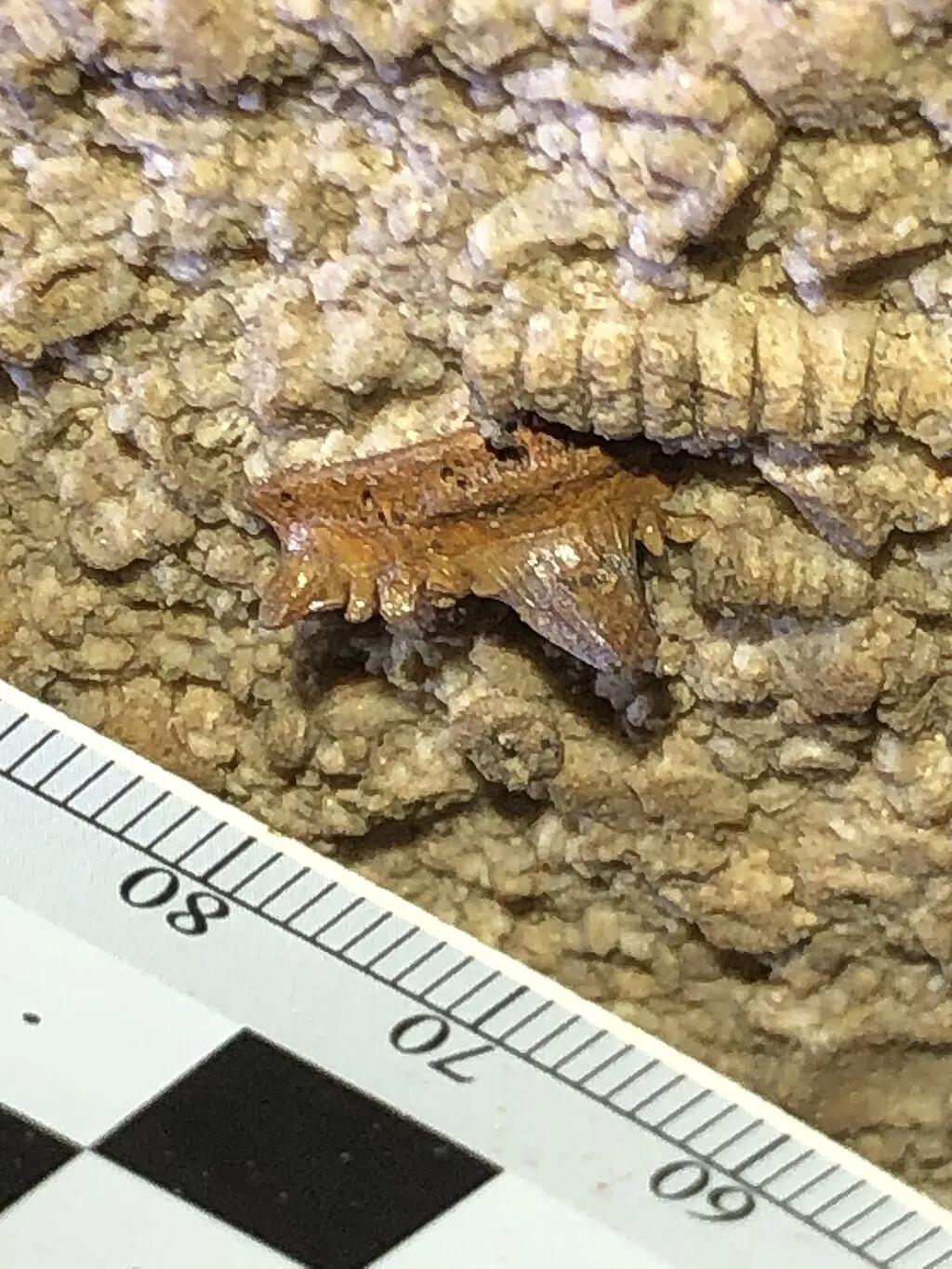 Holotypový zub, tedy exemplář, podle kterého je definován druh, žraloka Troglocladodus trimblei. Nález pochází ze stropu jeskyně.  | Wikimedia.org