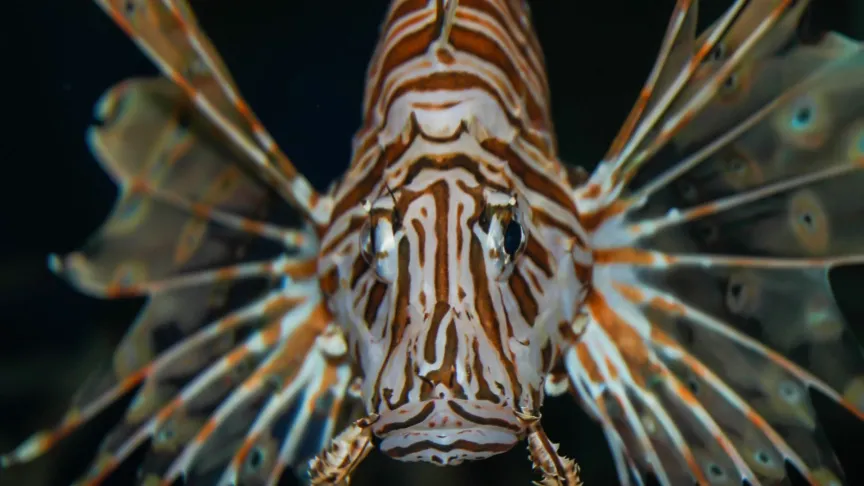 V Chorvatsku se šíří nebezpečná ryba. Turisté mají obavy, perutýni zůstávají i přes zimu.