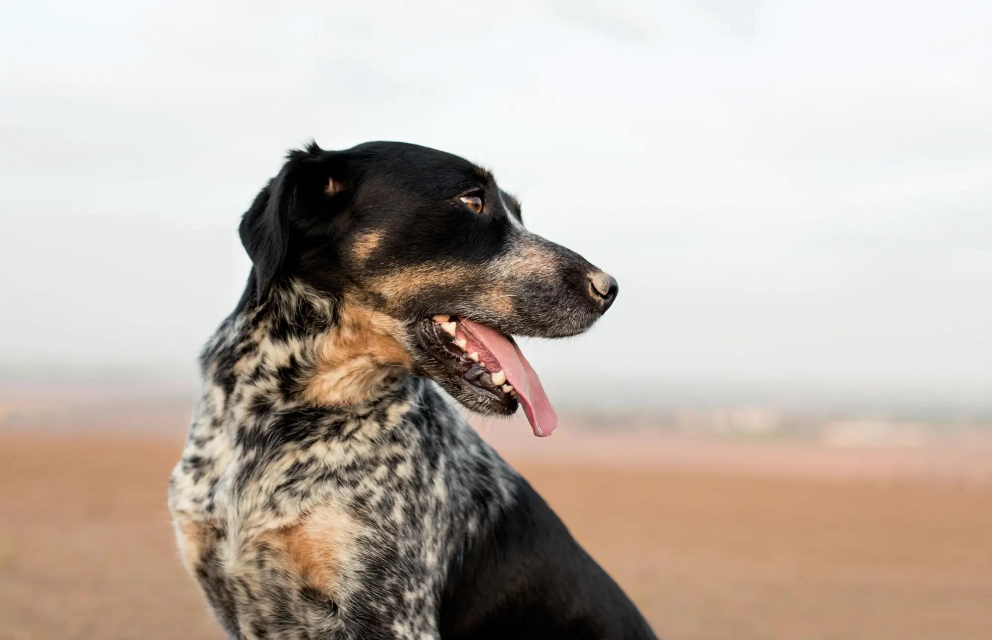 Strakáči mají skvělou povahu!