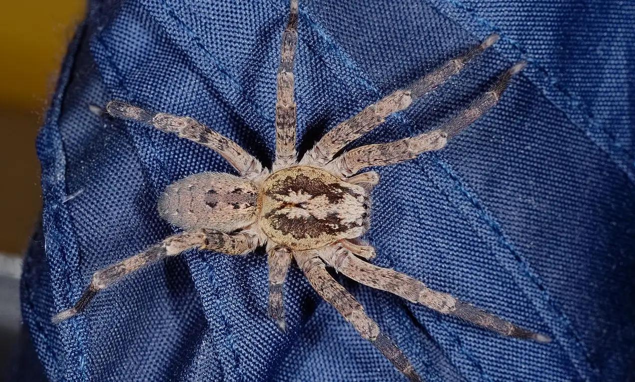 Pazora slíďákovitá