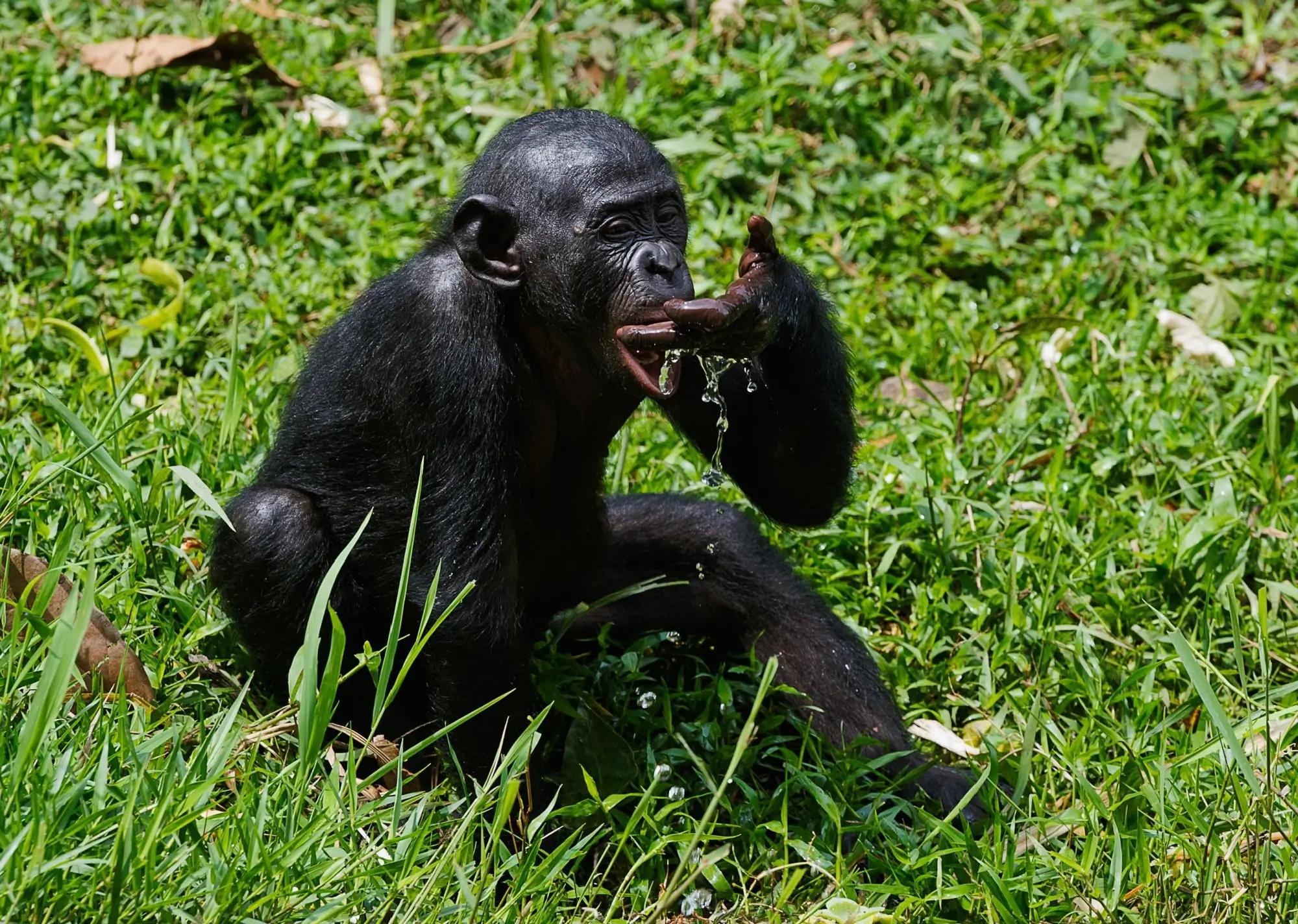 mladý šimpanz pije vodu