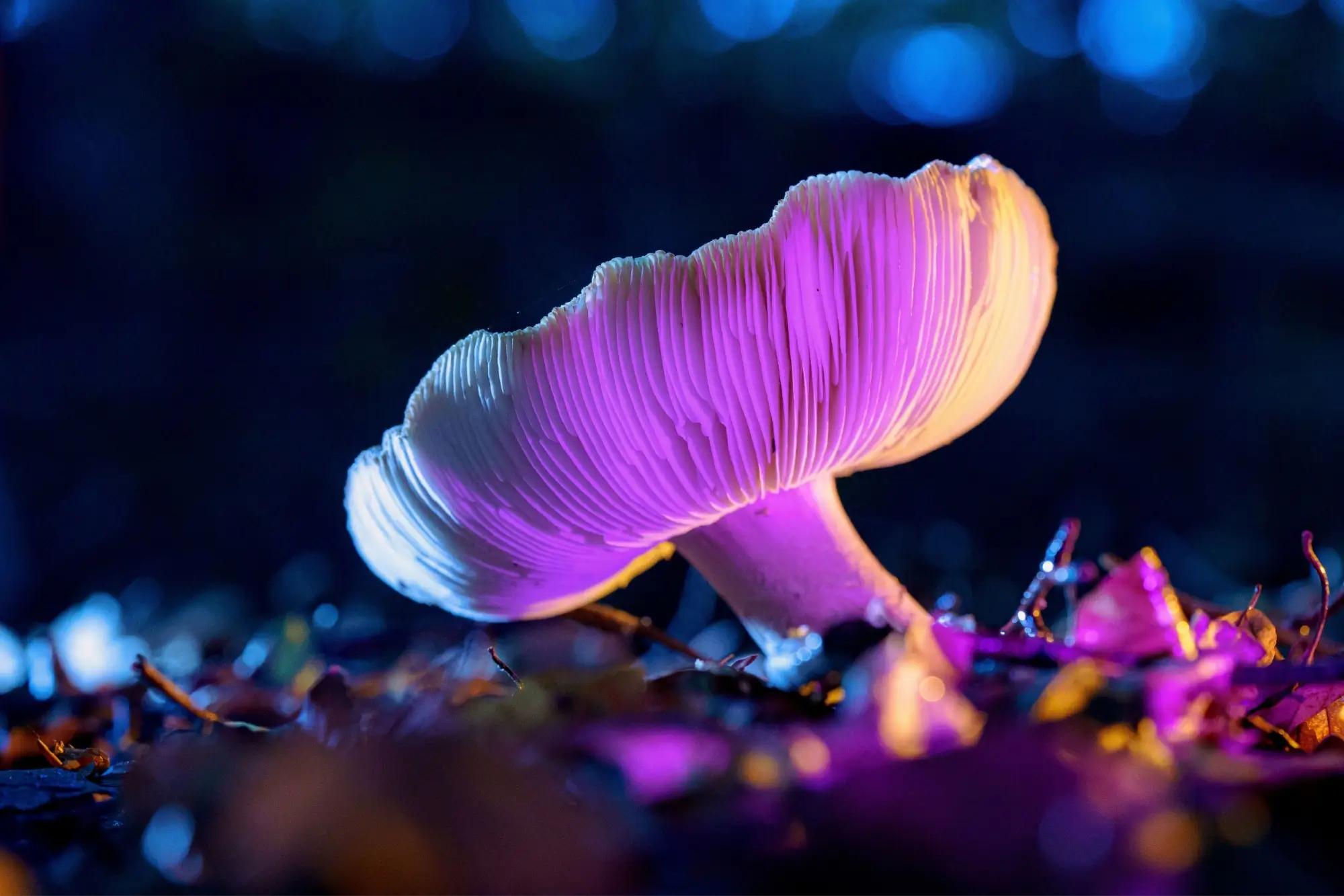 Houba rostoucí ze země