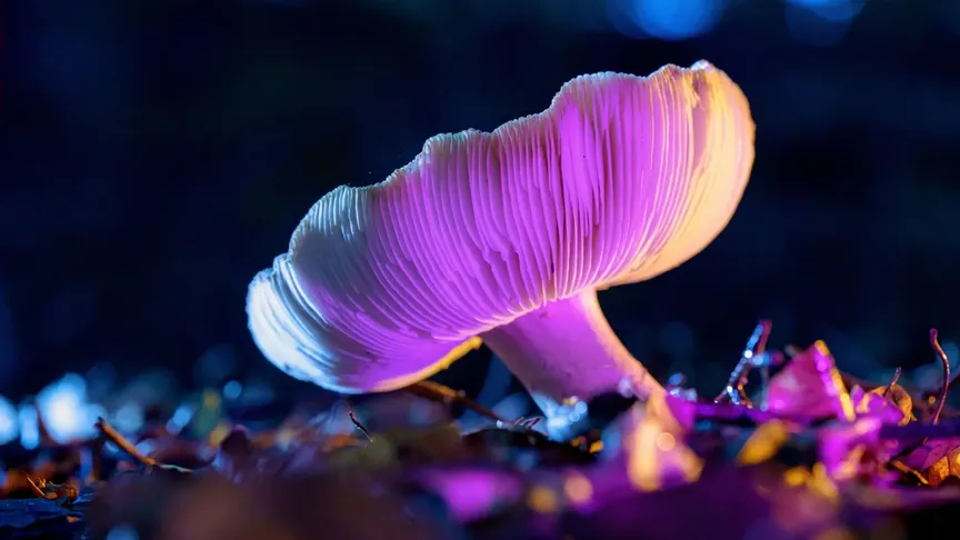 Houba rostoucí ze země