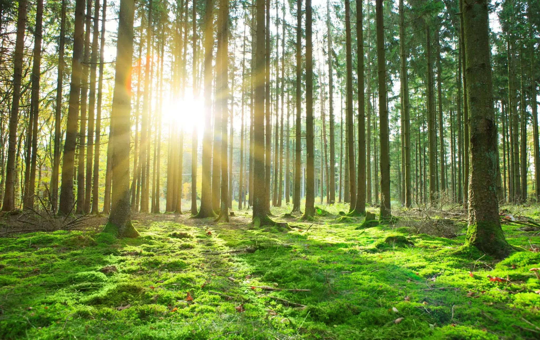 Jehličnatý les s travnatým porostem, do kterého prosvítá slunce.