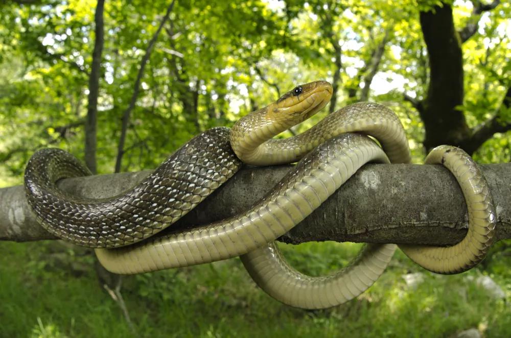 Užovka na stromě