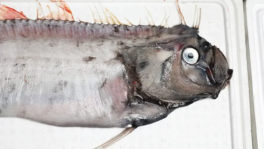 hlístoun červenohřívý