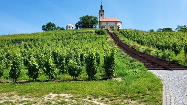 Jihomoravská vinice