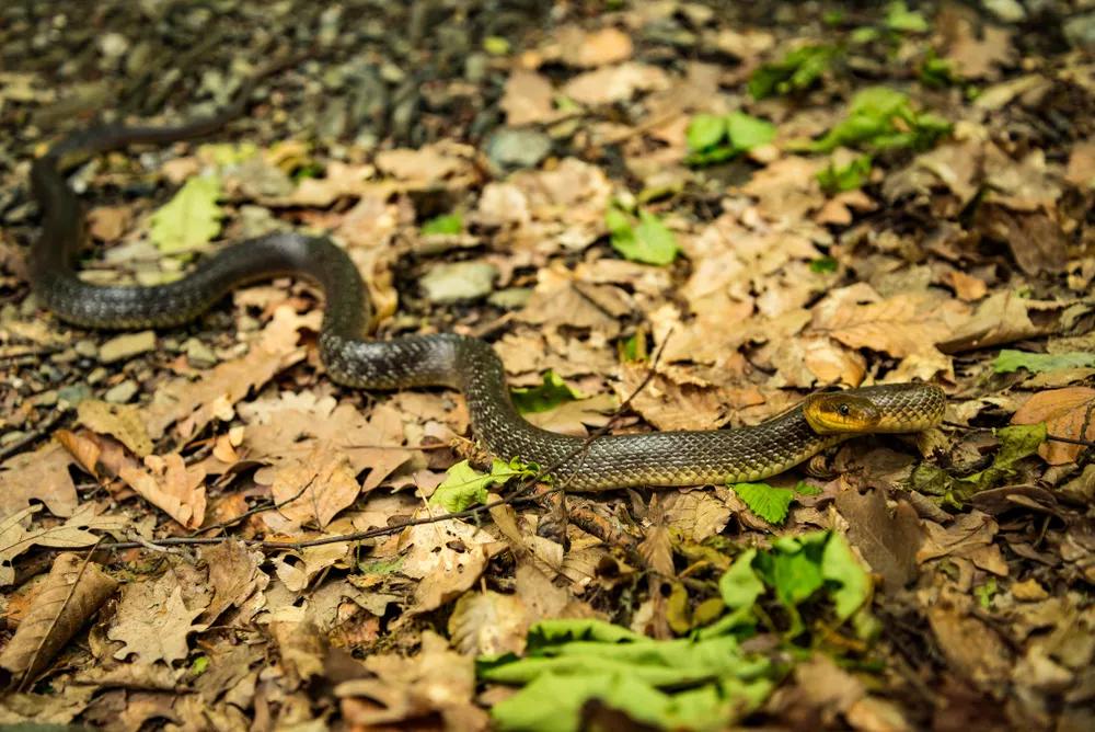 Užovka stromová na zemi v listí