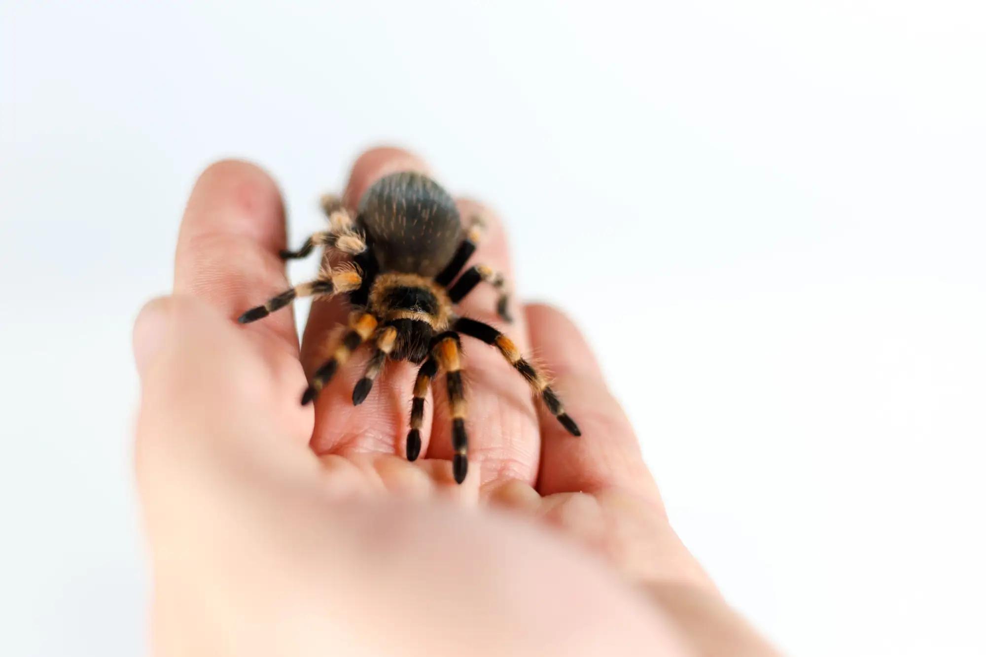 Muž drží sklípkana v ruce