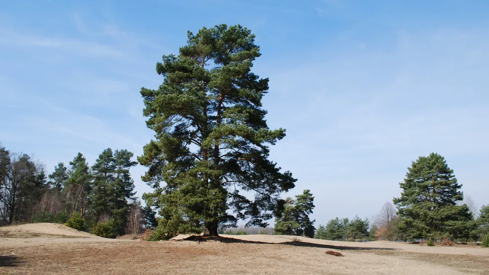 Tajemství jižních Čech: Písečný přesyp u Vlkova láká na koupání, písek i atmosféru, kterou v Česku jinde nenajdete.