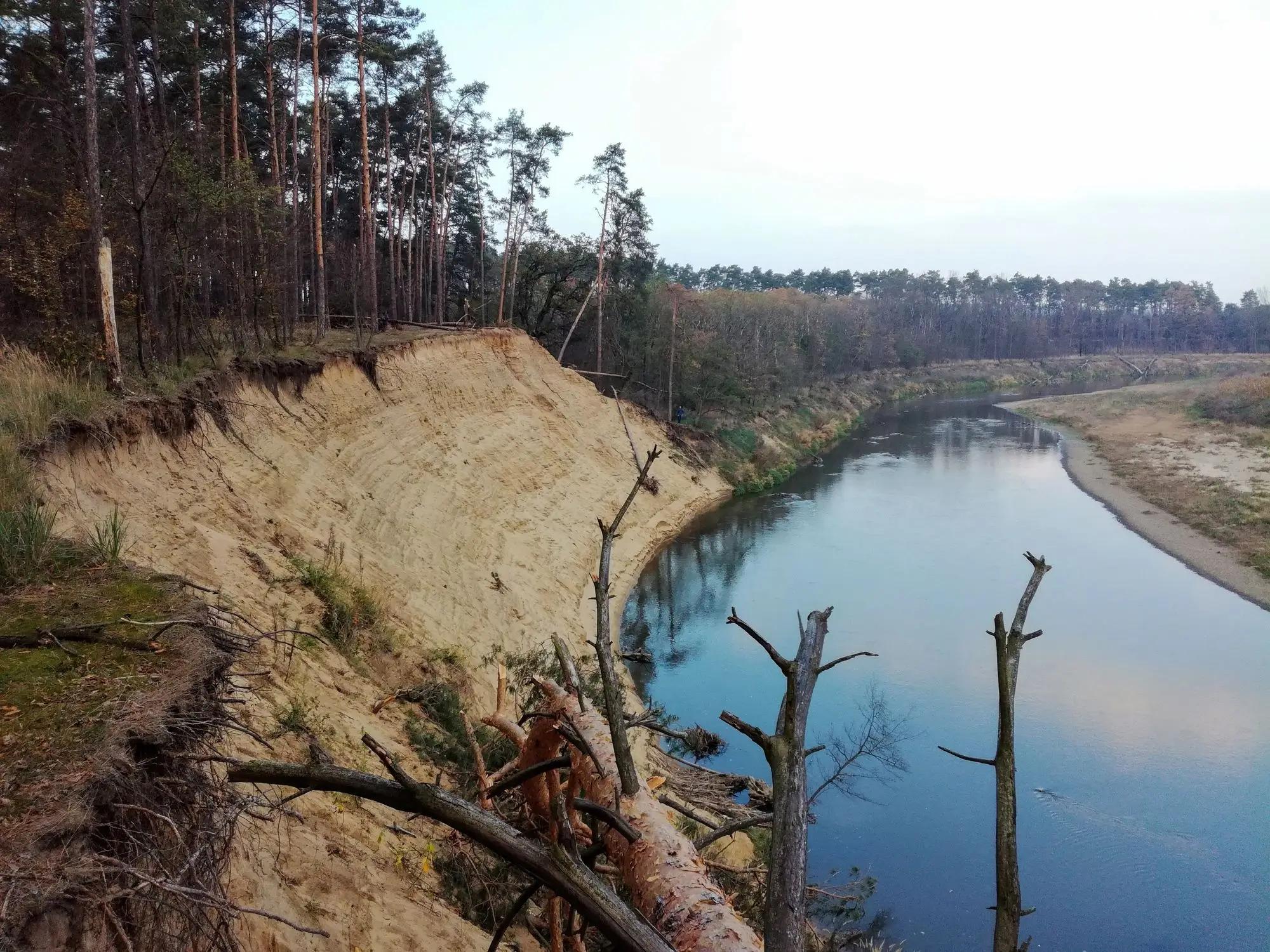 Pohled na 12metrovou písečnou stěnu na nárazovém břehu meandru Moravy