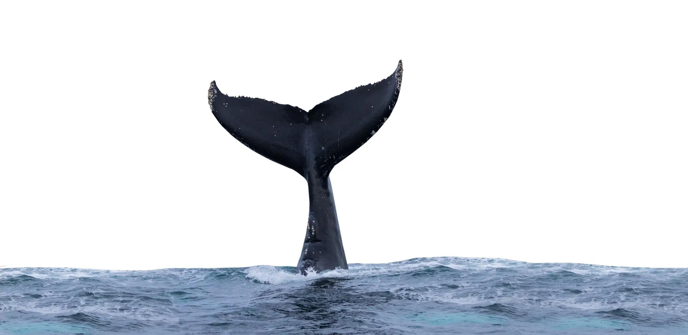 Jde vidět pouze ocas velryby vystupující z modrého moře. Barvu má černou nebo hodně tmavě modrou. 