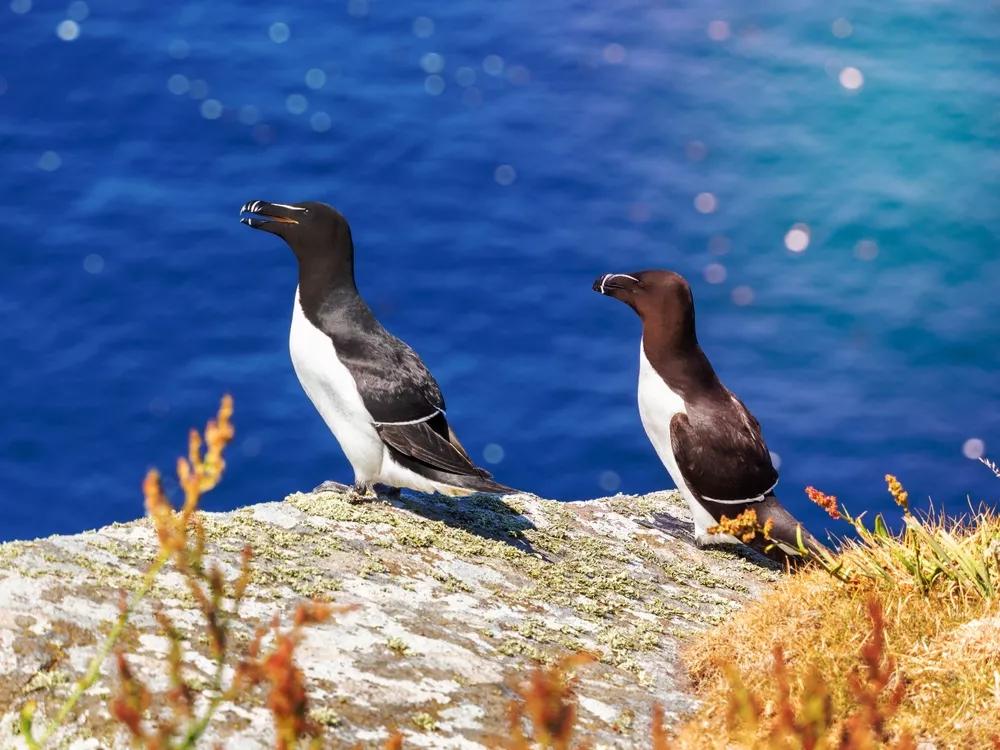 Alky na ostrově Handa