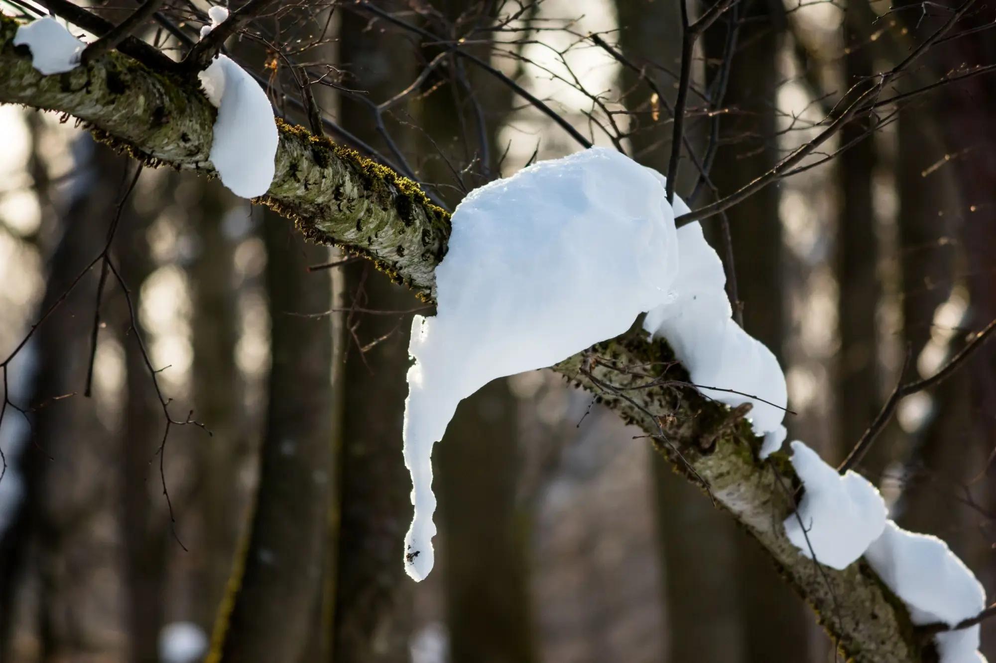 Tající sníh na větvi v lese