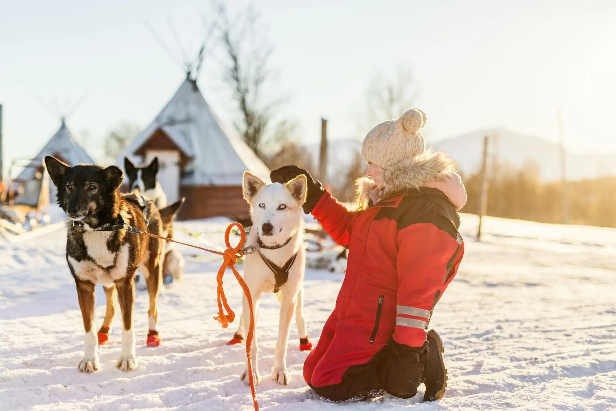 Práce na husky farmě je snem pro mnoho pracovníků.