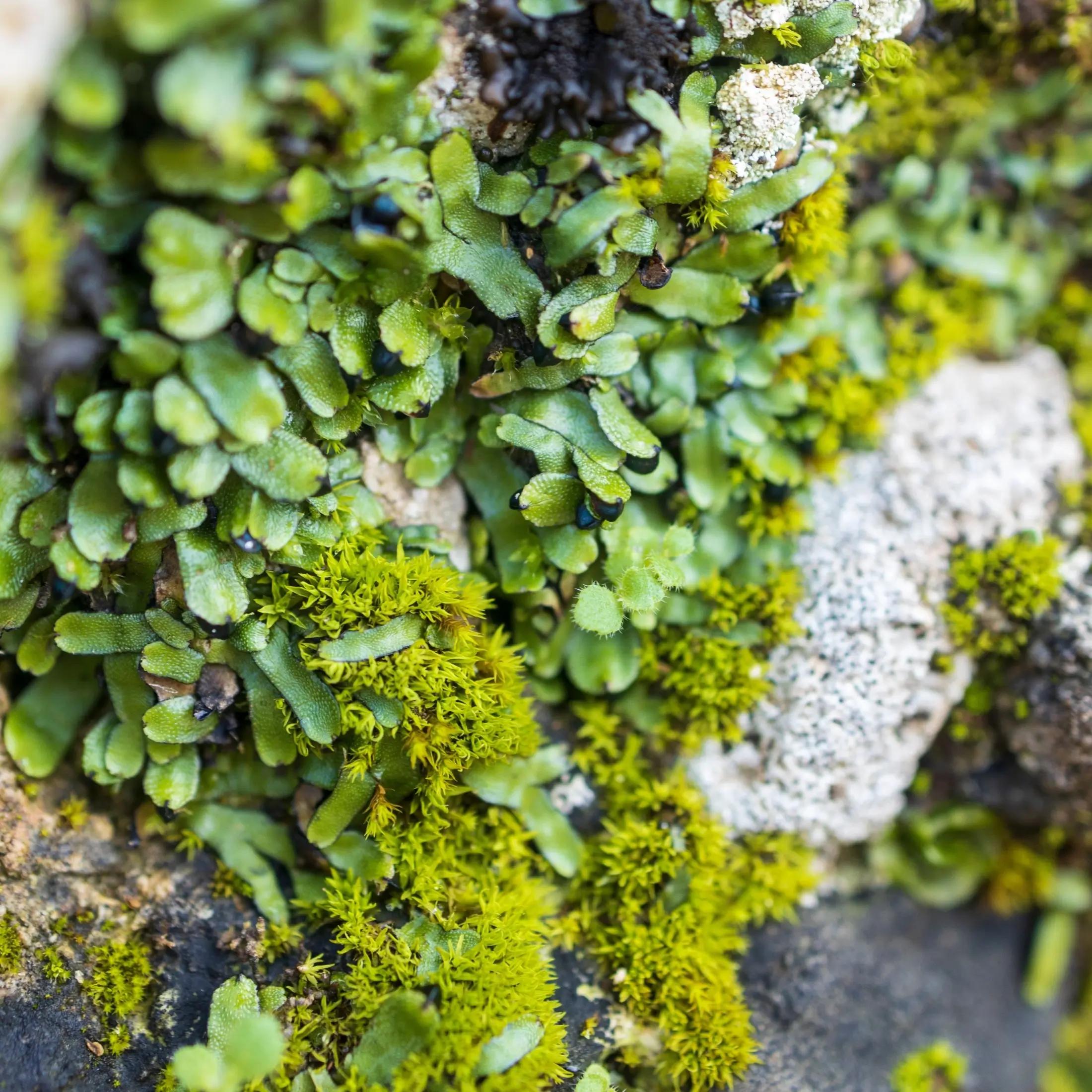 Zelená játrovka Borečka vzácná.