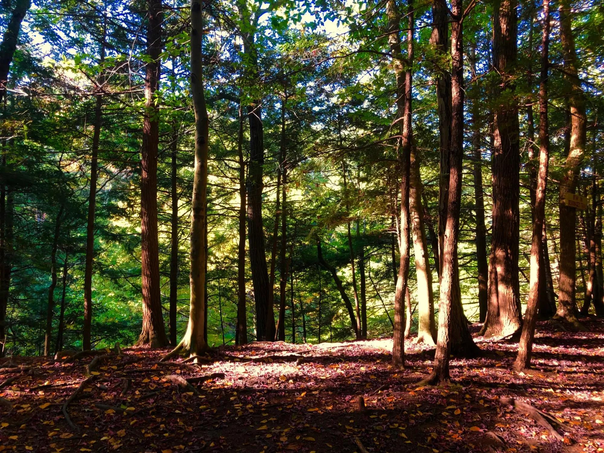 Chestnut Ridge Park v New Yorku 