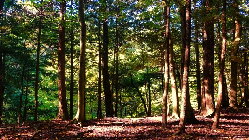Chestnut Ridge Park v New Yorku