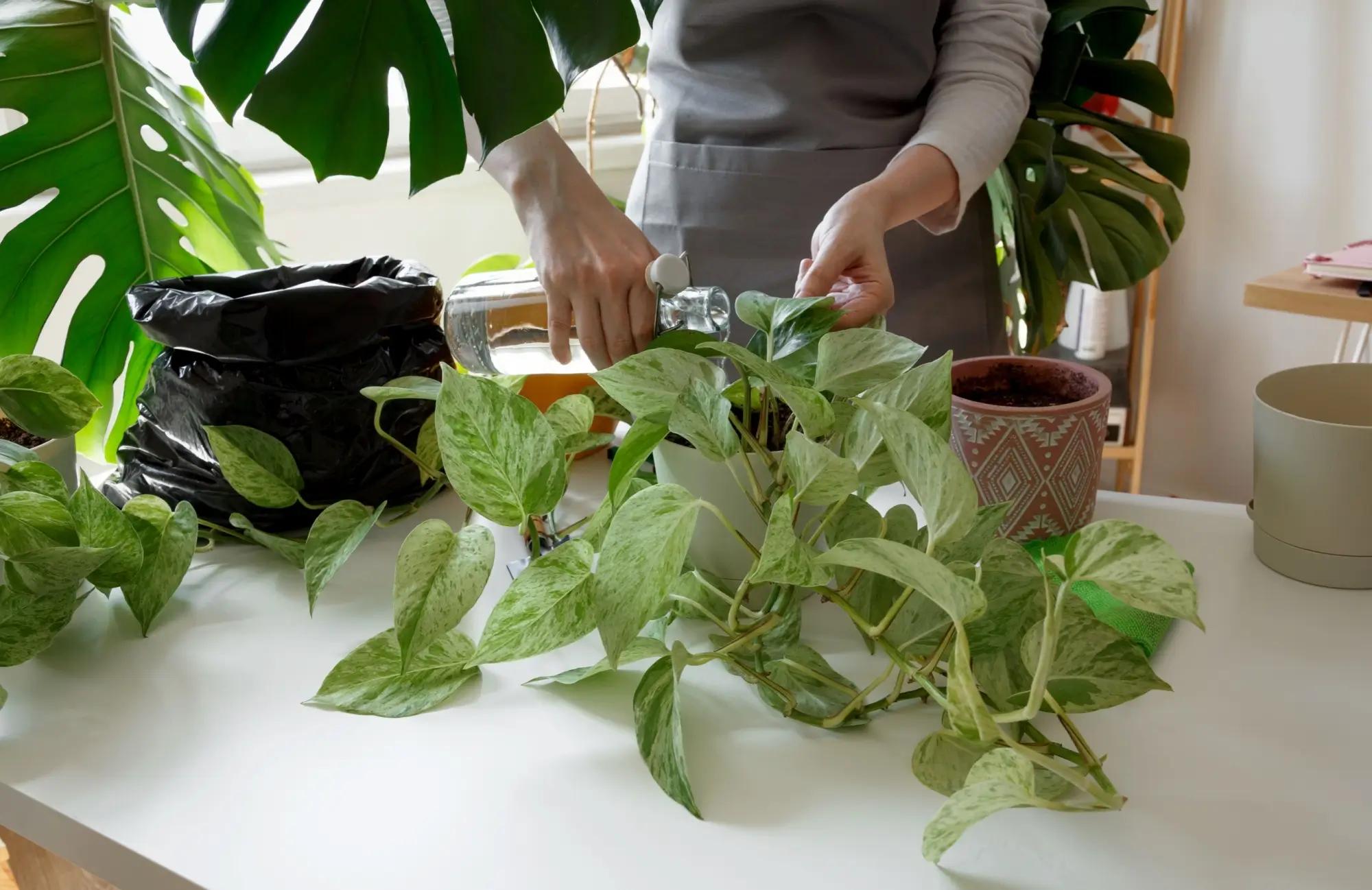 Pothos se poměrně snadno množí i udržuje. Zdroj: shutterstock.com