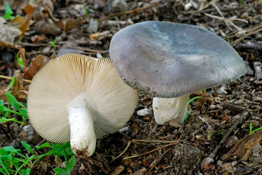 Holubinka namodralá