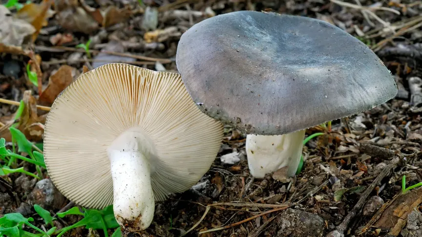 Holubinka namodralá