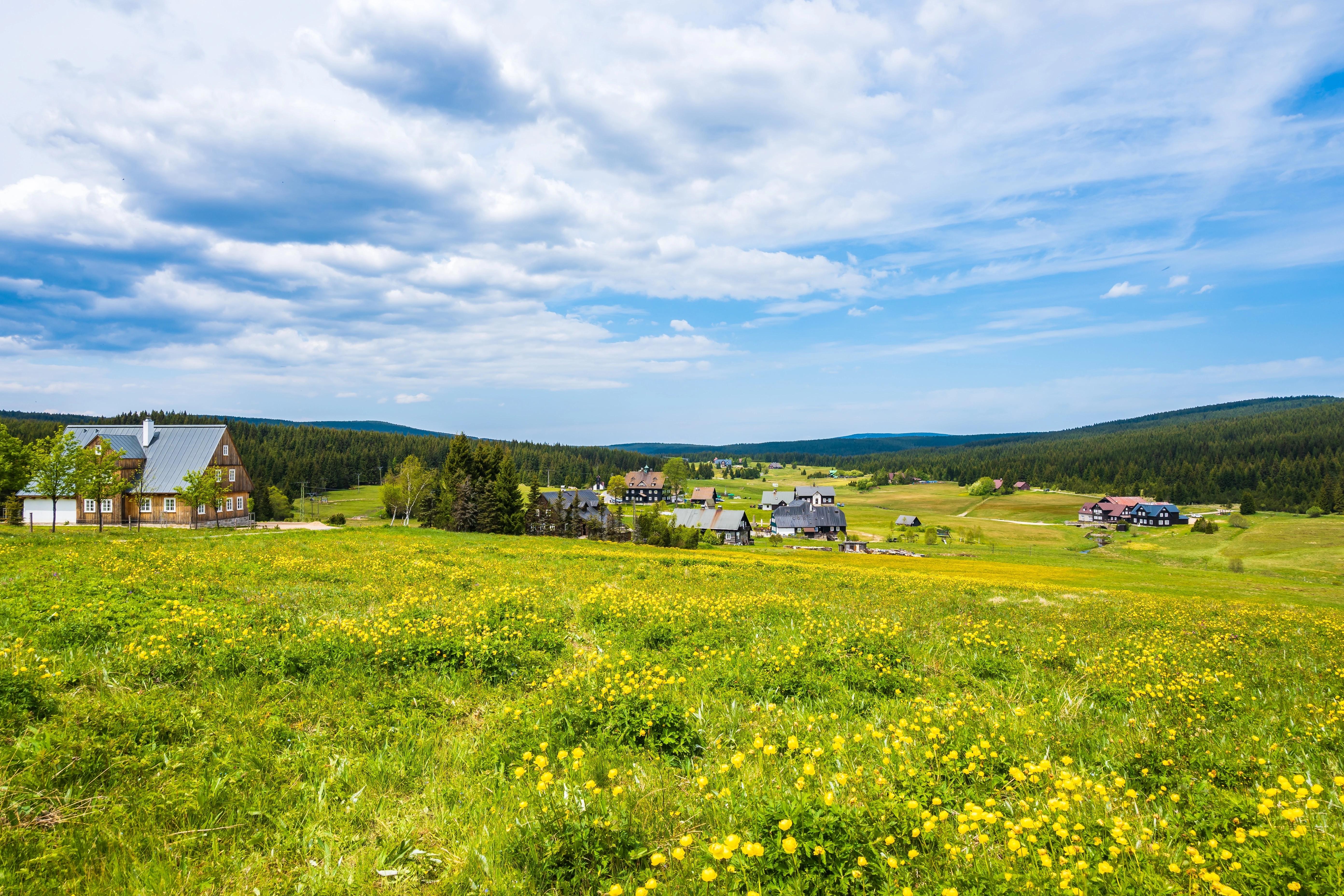 Pole žlutých jarních květin a výhled na tradiční horskou vesnici Jizerka za slunečného dne, Jizerské hory, Česká republika