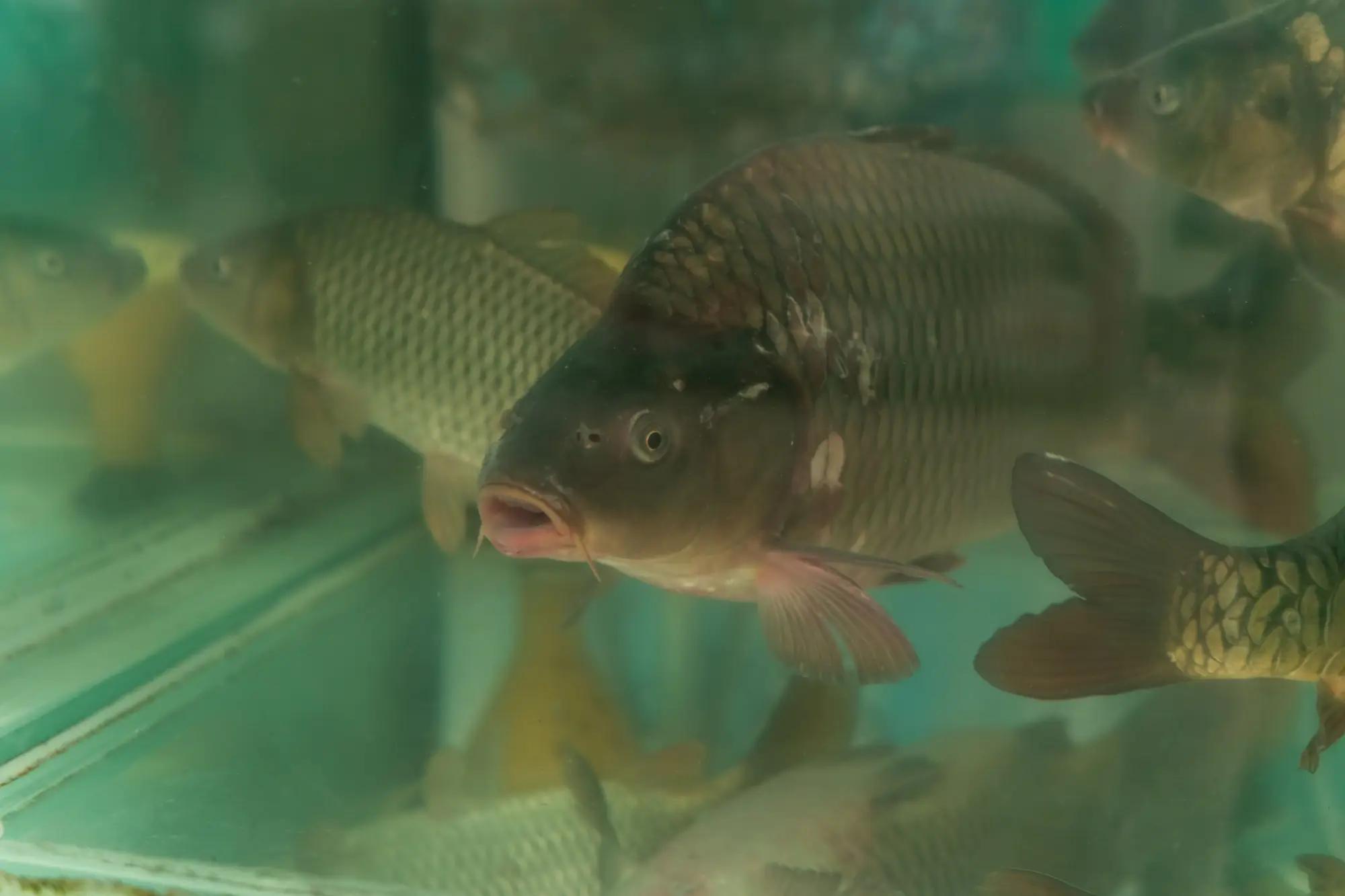 Kapři plavající v kádi