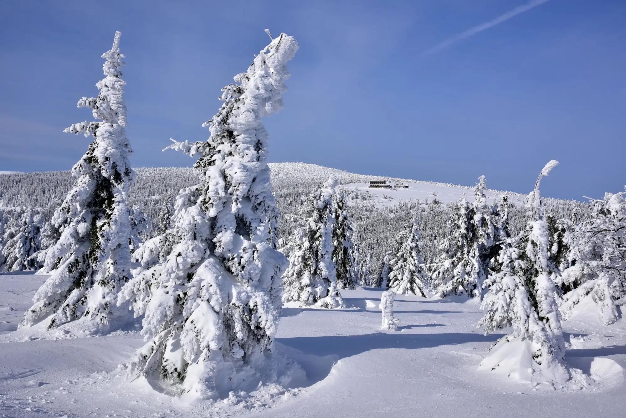Zasněžený les v Krkonoších