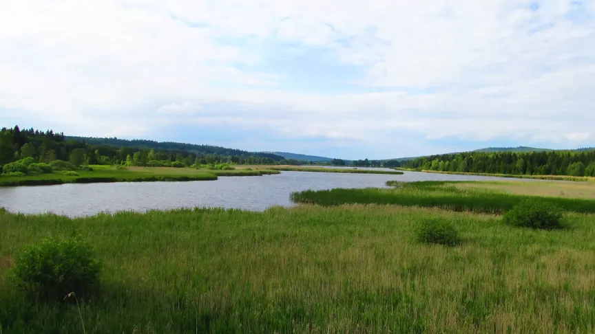 Padrťské rybníky v létě
