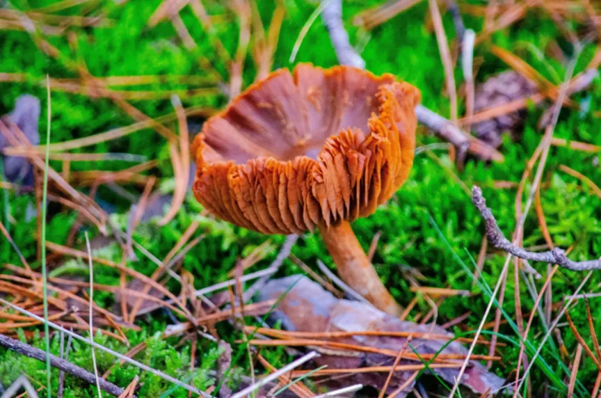 Pavučinec plyšový je smrtelně jedovatý. / Zdroj: Shutterstock