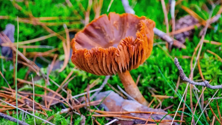 Pavučinec plyšový je smrtelně jedovatý. / Zdroj: Shutterstock