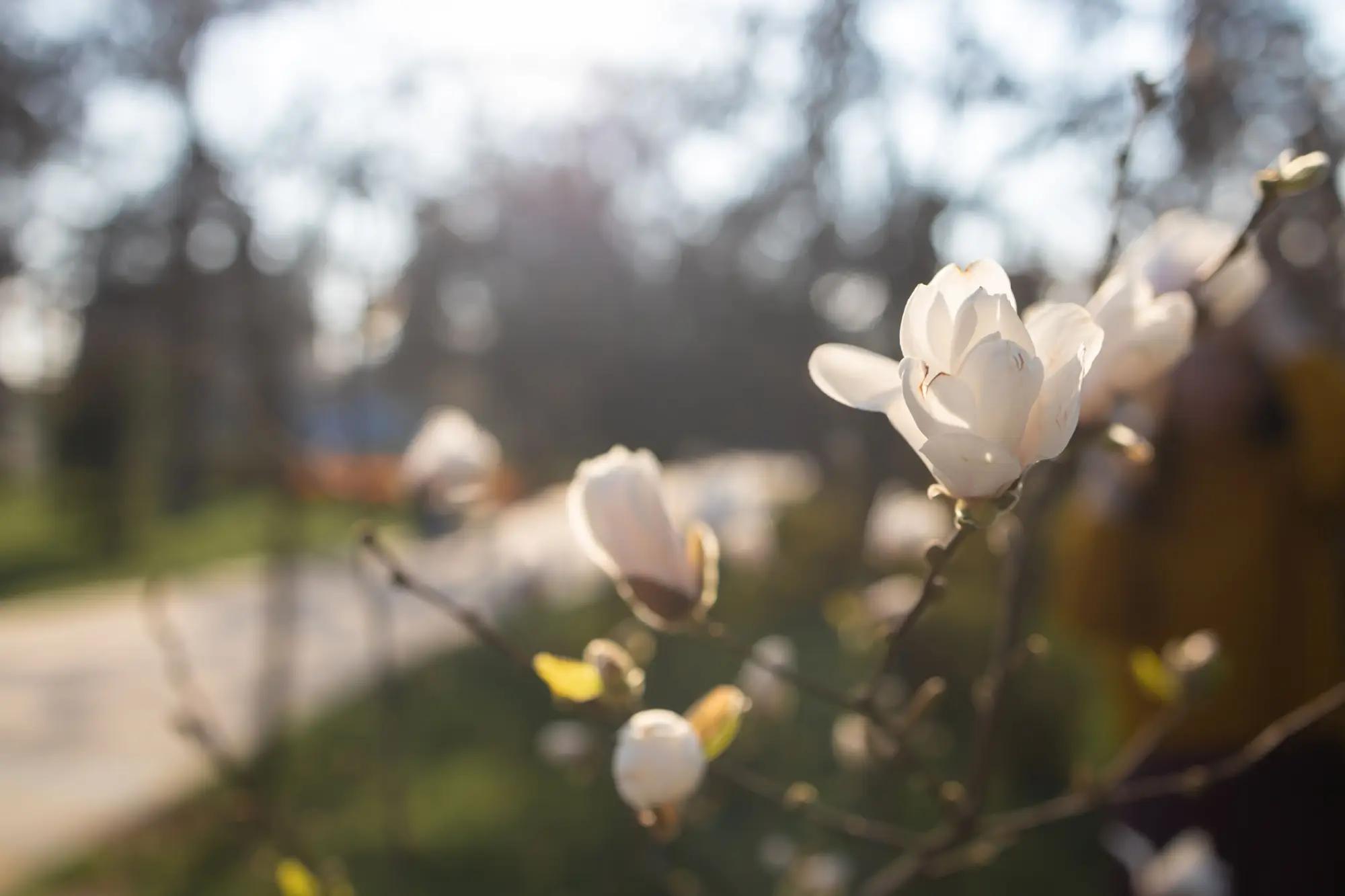 Rozkvetlá magnolie. 