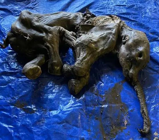 Nejlépe dochované mumifikované mládě mamuta starého cca 1 měsíc v Americe