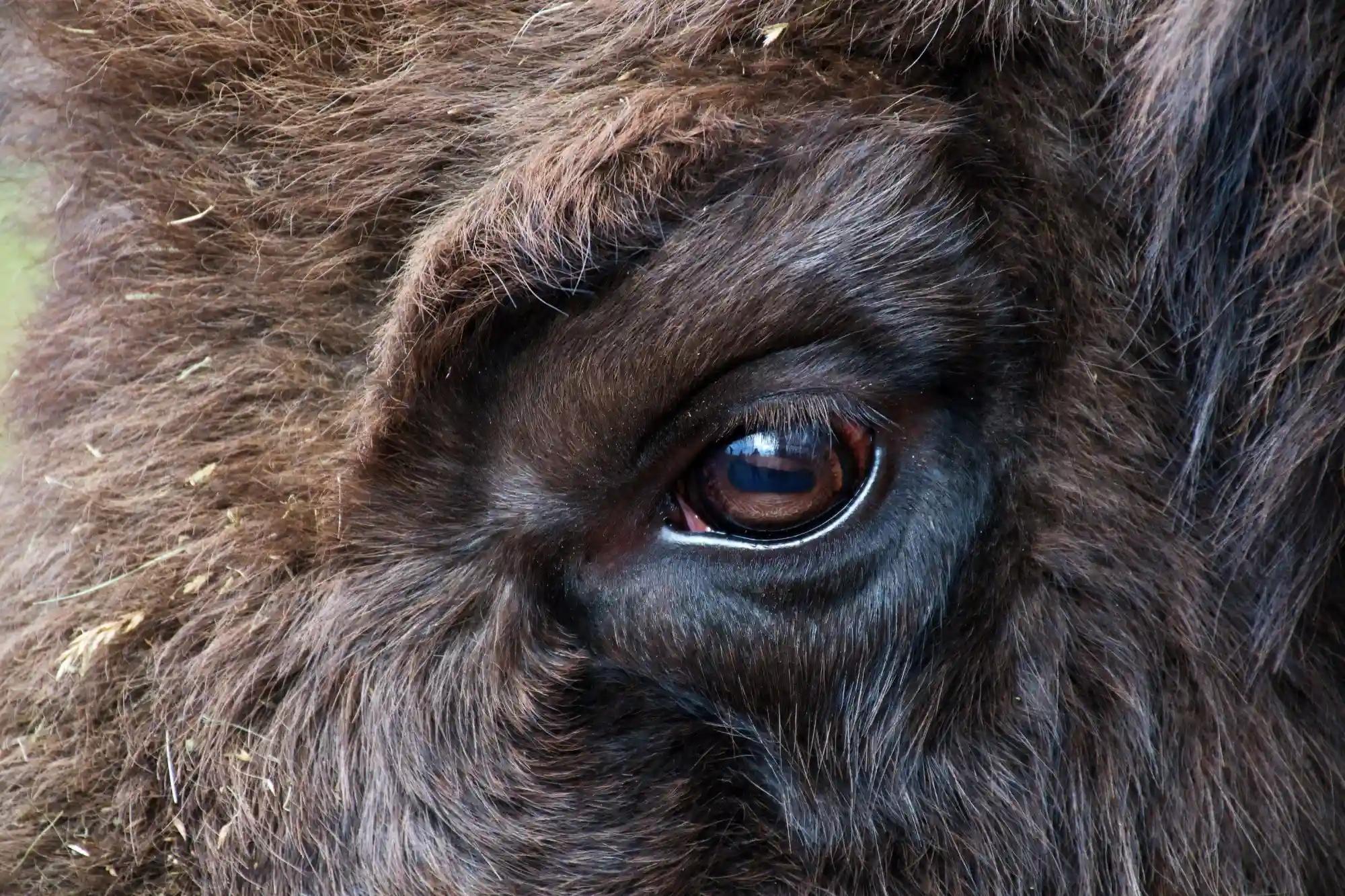 Zubr evropský, detailní záběr na jeho oko